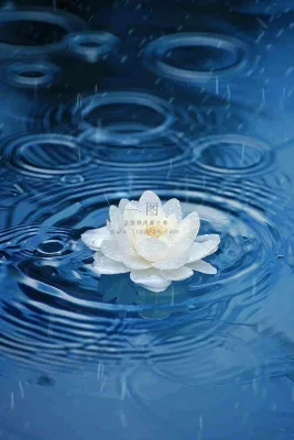 下雨天掉落在蓝色水面的白色花朵清新淡雅雨水处暑寒露摄影图