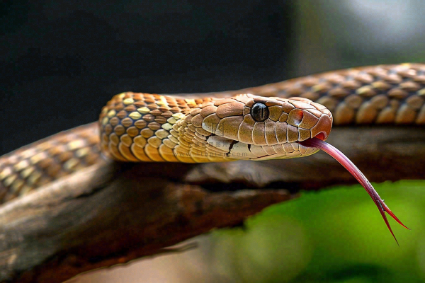 蛇盘踞在树枝上爬行动物摄影图