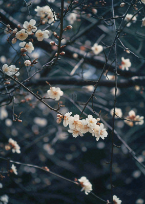 冬天浪漫白色花朵枝叶，冬季植物大雪小雪冬至新春摄影图