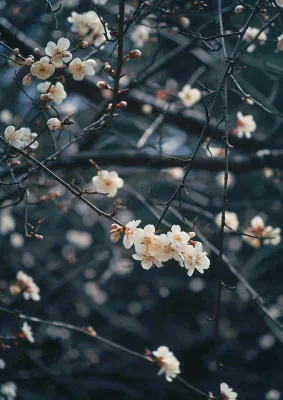 冬天浪漫白色花朵枝叶，冬季植物大雪小雪冬至新春摄影图