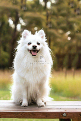 文明养狗宠物遛狗小区物业背景