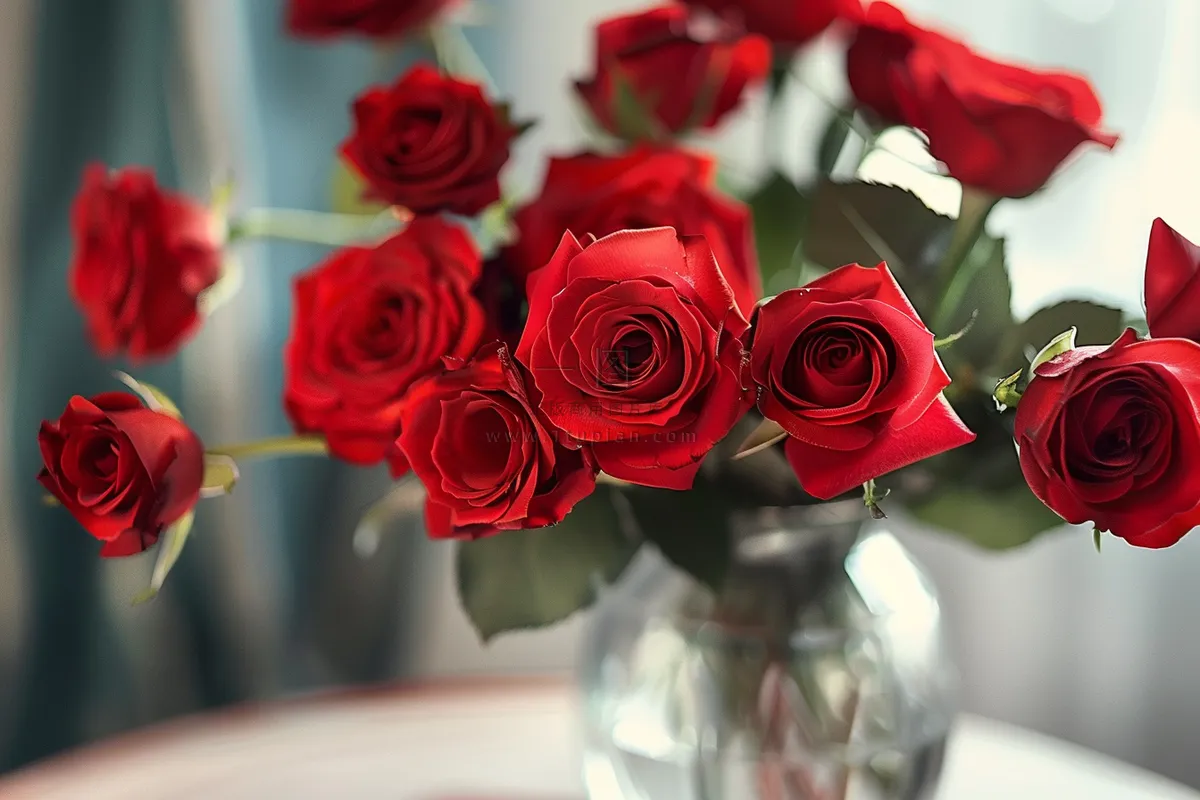 玫瑰花鲜花花朵摄影图