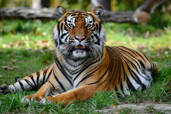 老虎动物园草地上趴着的老虎摄影图