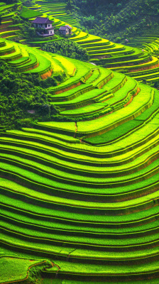 春天唯美绿色梯田种植,乡村小屋,谷雨摄影图 春天唯美绿色梯田种植,乡村小屋,谷雨摄影图