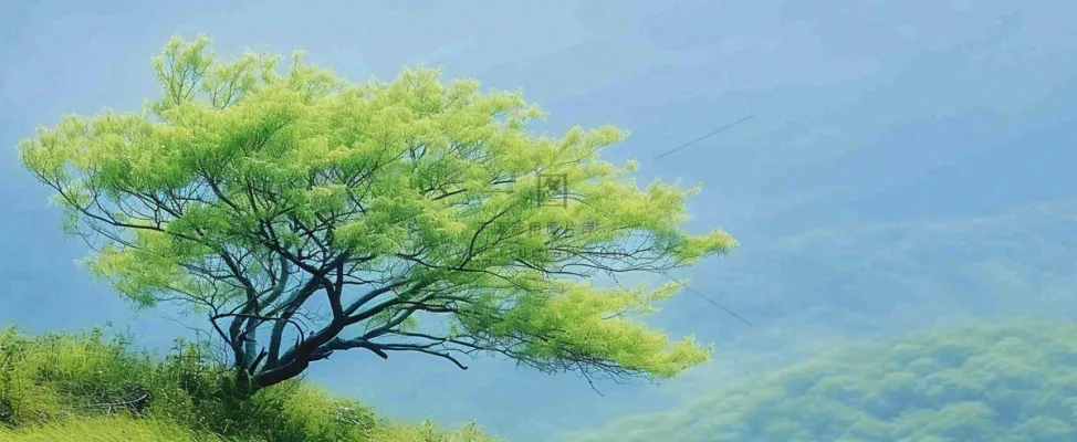 悬崖高山意境云层绿树树木特写