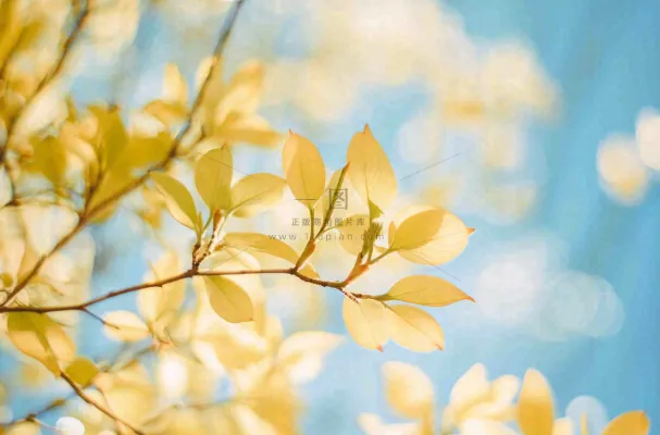 阳光下的绿叶枝头树摄影图