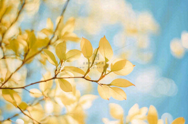 阳光下的绿叶枝头树摄影图 阳光下的绿叶枝头树摄影图