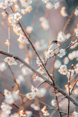 春天梅花树枝上的小鸟春意立春惊蛰春分摄影图