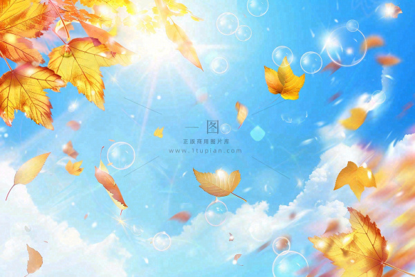 秋天黄色枫叶落叶蓝天白云刺眼阳光立秋秋分处暑背景 秋天黄色枫叶落叶蓝天白云刺眼阳光立秋秋分处暑背景