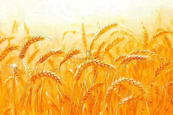 金黄的麦田小麦麦穗芒种秋收秋分摄影图