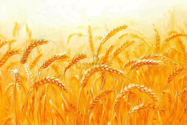 金黄的麦田小麦麦穗芒种秋收秋分摄影图