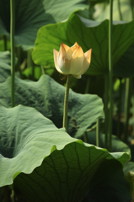 绿色简约节气清新意境背景
