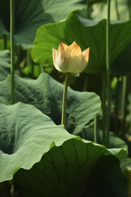 绿色简约节气清新意境背景 绿色简约节气清新意境背景