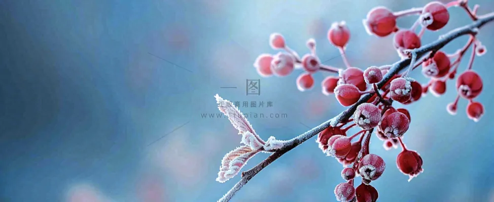 冬天冰天雪地红色果实上的白雪霜降小寒大寒摄影图