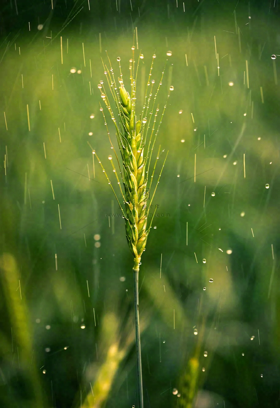 春天雨天绿色小麦麦穗粮食小满摄影图