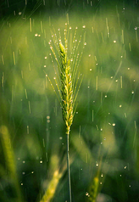 春天雨天绿色小麦麦穗粮食小满摄影图 春天雨天绿色小麦麦穗粮食小满摄影图