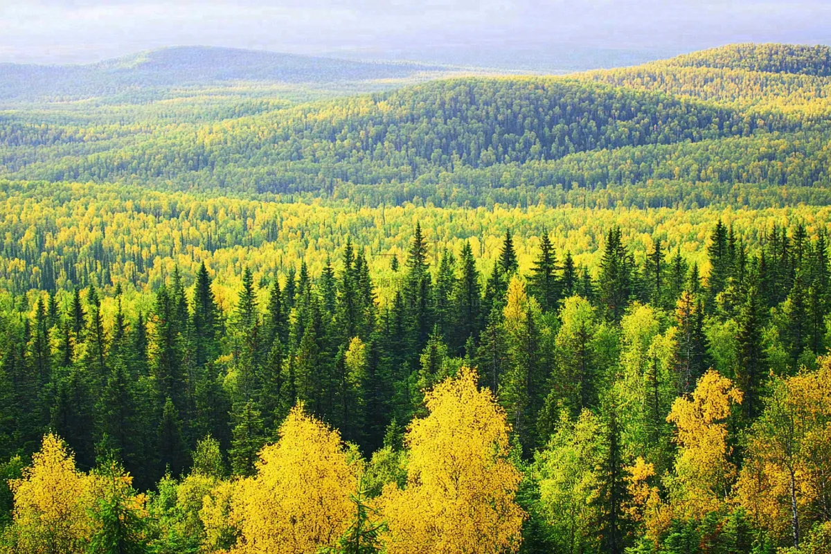 秋天立秋森林大自然风景摄影图