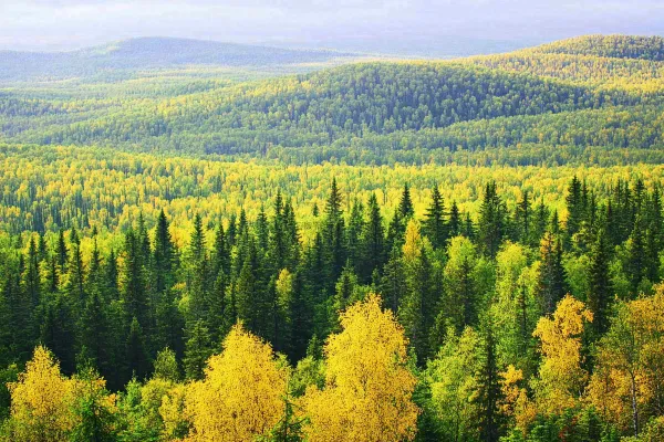 秋天立秋森林大自然风景摄影图 秋天立秋森林大自然风景摄影图