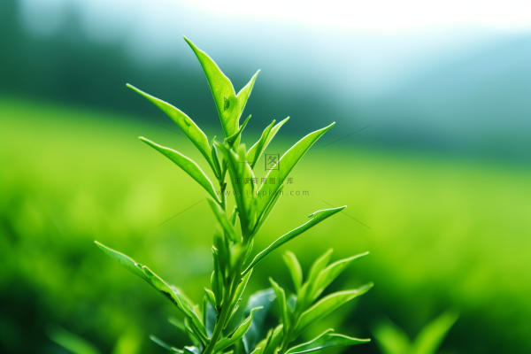 春天抽新芽的茶苗茶叶摄影图