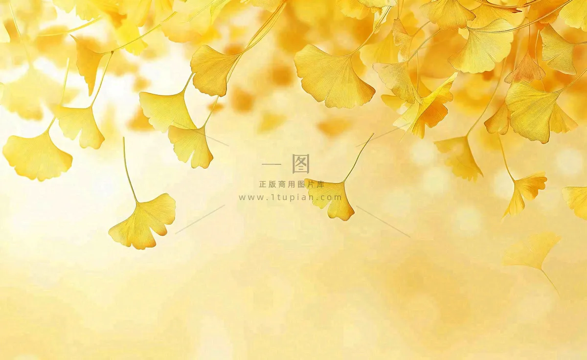 秋天银杏树黄叶落叶立秋秋分手绘插画背景
