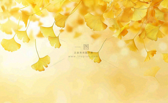 秋天银杏树黄叶落叶立秋秋分手绘插画背景