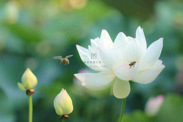 夏日池塘白荷花荷叶蜜蜂采蜜夏至大暑小暑处暑摄影图
