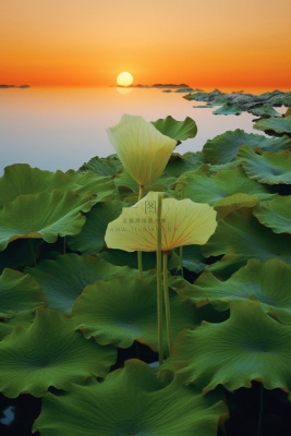 傍晚荷叶河边意境背景