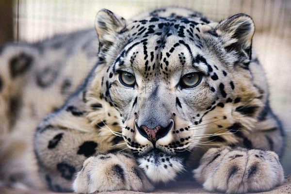 趴着休息的雪豹保护动物摄影图