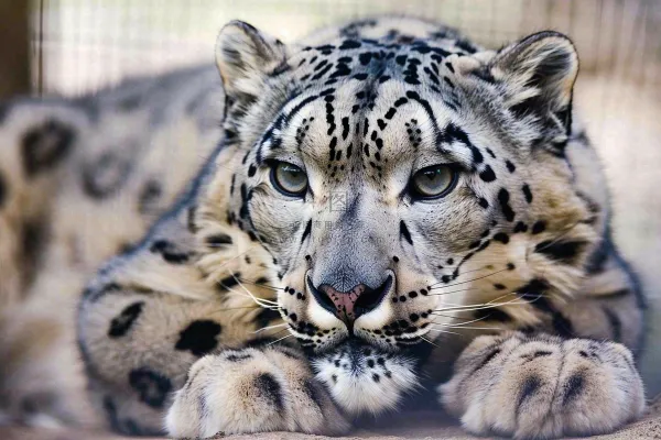 趴着休息的雪豹保护动物摄影图