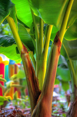 香蕉树芭蕉叶绿色植物摄影图