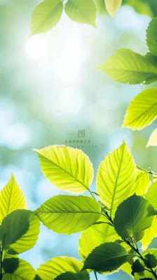 阳光明媚春天春意盎然嫩草，发芽，春分，立春摄影图