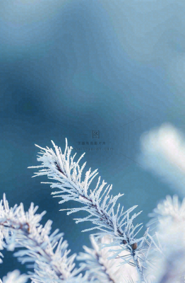 冬天挂满白霜的松针树寒冷霜降摄影图 冬天挂满白霜的松针树寒冷霜降摄影图