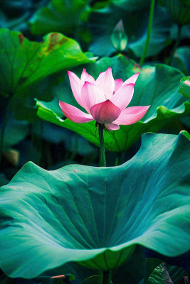 夏日池塘荷花盛开清凉唯美翠绿摄影图 夏日池塘荷花盛开清凉唯美翠绿摄影图