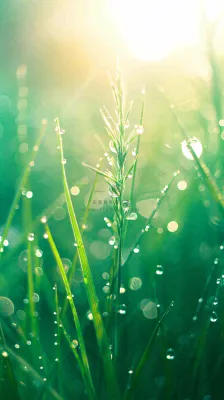 春天草地雨水雨露露珠绿草清新，谷雨雨水惊蛰白露摄影图