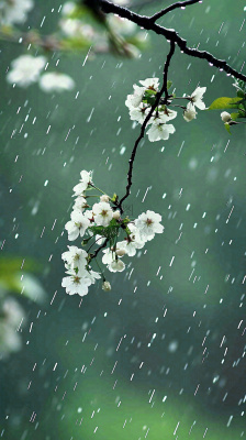 春天白色花朵枝叶在雨中，新鲜绿叶鲜花，雨水谷雨摄影图
