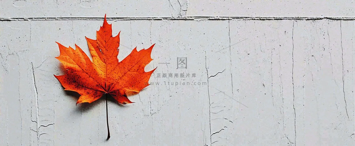 秋天红色秋叶简约特写,立秋秋分摄影图