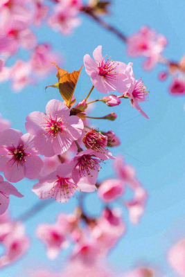 春天樱花盛开粉色浪漫唯美立春春分惊蛰摄影图 春天樱花盛开粉色浪漫唯美立春春分惊蛰摄影图