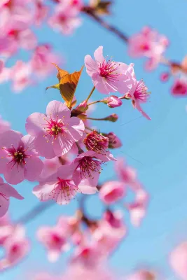 春天樱花盛开粉色浪漫唯美立春春分惊蛰摄影图 春天樱花盛开粉色浪漫唯美立春春分惊蛰摄影图