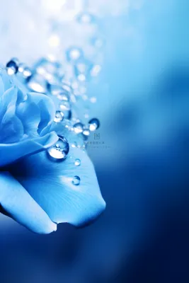 清新露珠蓝白色背景 清新露珠蓝白色背景
