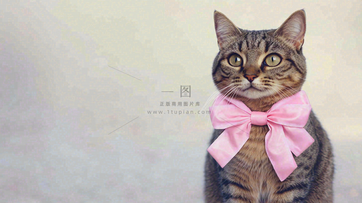 可爱的小猫萌宠宠物动物摄影图