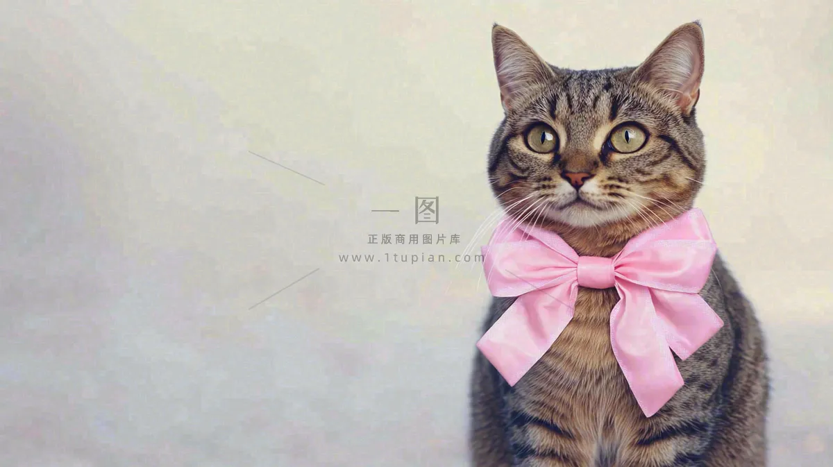 可爱的小猫萌宠宠物动物摄影图