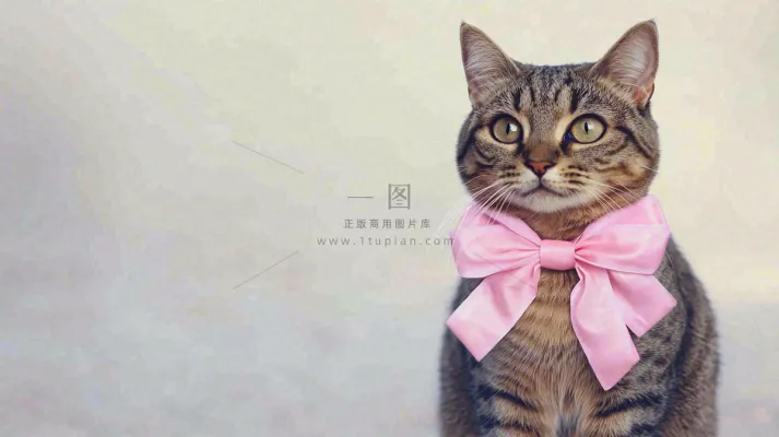 可爱的小猫萌宠宠物动物摄影图 可爱的小猫萌宠宠物动物摄影图