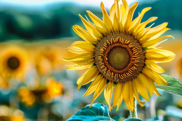 向日葵向阳生长鲜花摄影图