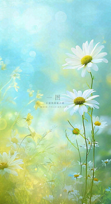 春天清新白色花朵温馨，蓝色朦胧，立春惊蛰春分摄影图