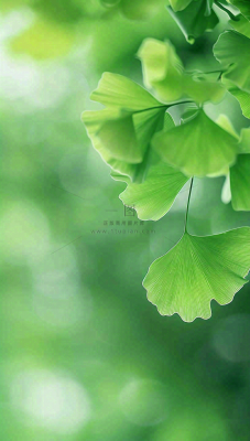 夏天绿色银杏叶树枝阳光小清新唯美小暑大暑处暑摄影图