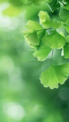 夏天绿色银杏叶树枝阳光小清新唯美小暑大暑处暑摄影图