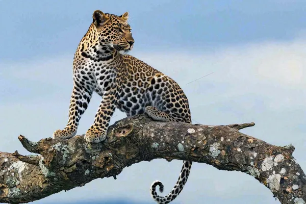 猎豹树干树枝上保护动物摄影图