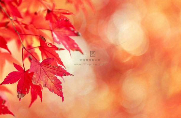 秋天红了的枫叶唯美画面光圈立秋秋分摄影图 秋天红了的枫叶唯美画面光圈立秋秋分摄影图