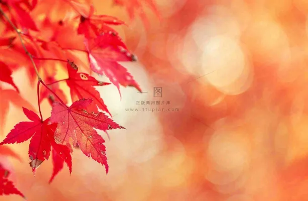 秋天红了的枫叶唯美画面光圈立秋秋分摄影图 秋天红了的枫叶唯美画面光圈立秋秋分摄影图