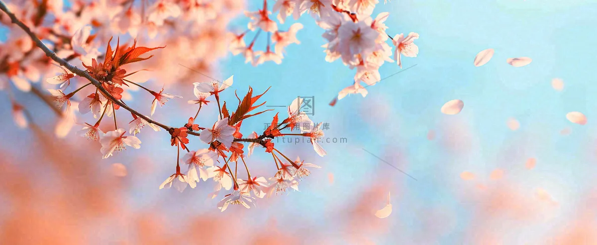 唯美粉色樱花花瓣春天浪漫梦幻蓝色，春分惊蛰摄影图
